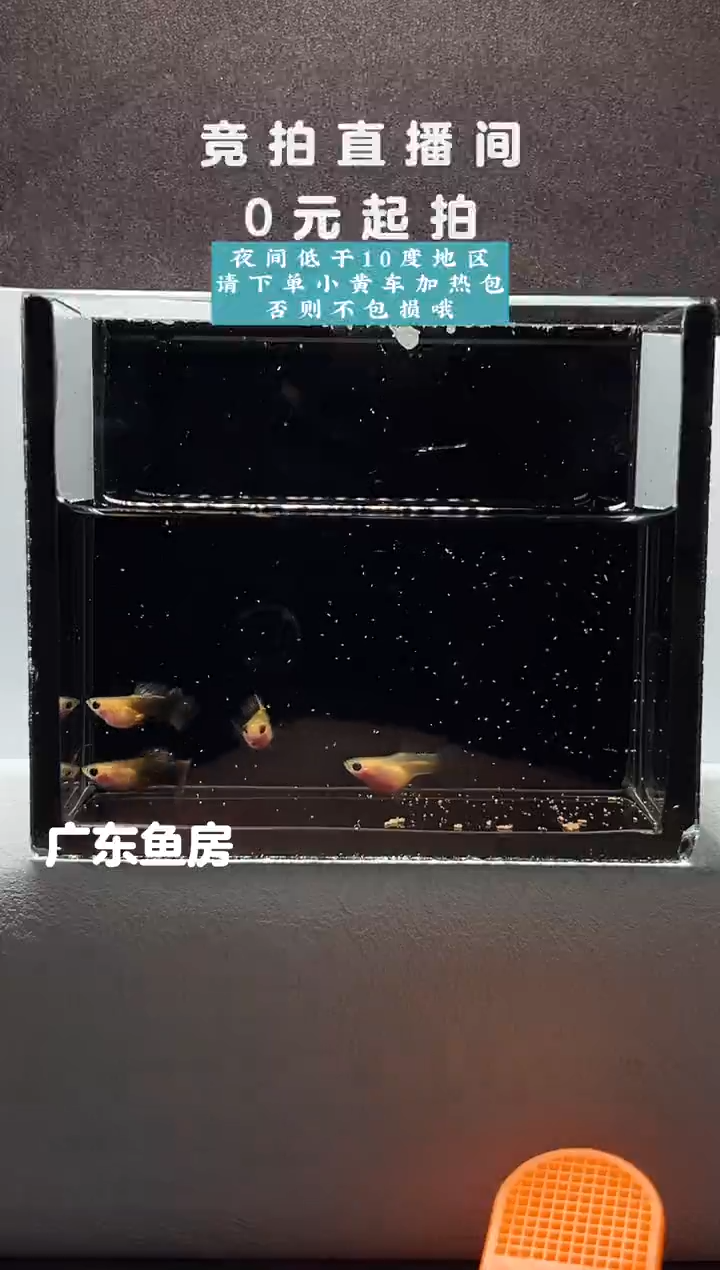 孔雀鱼黄肉蓝礼服玻璃猫三公一母编号