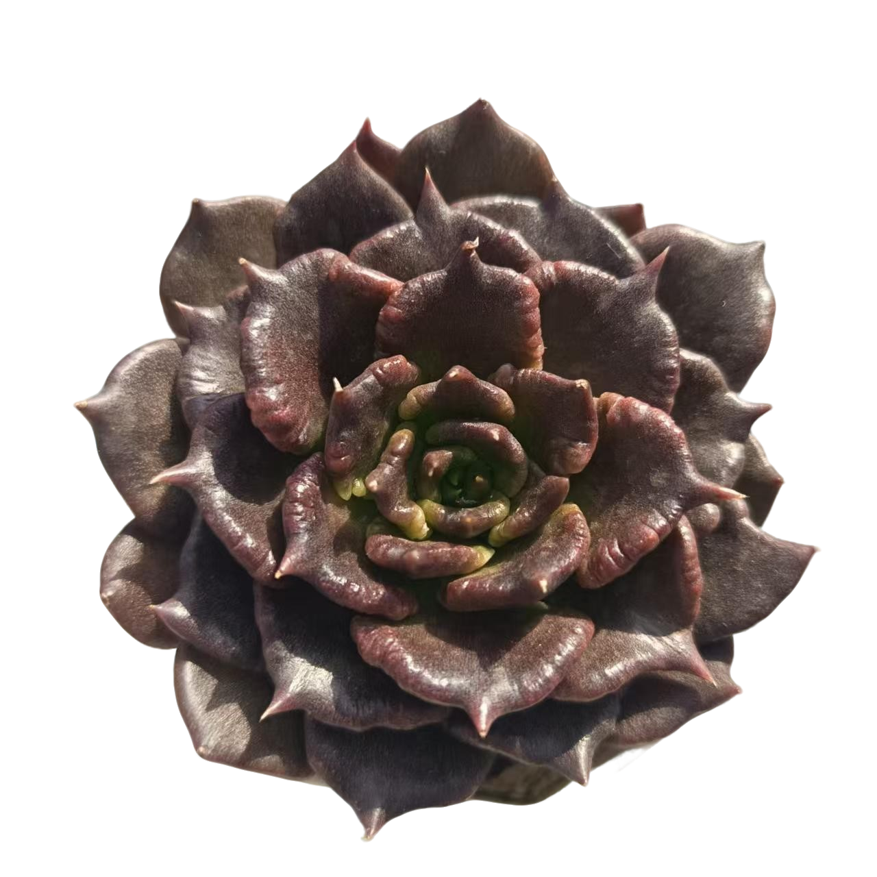 精品黑饺子皮(拼满15元包邮)室内盆栽 净化绿植盆栽大棚多肉