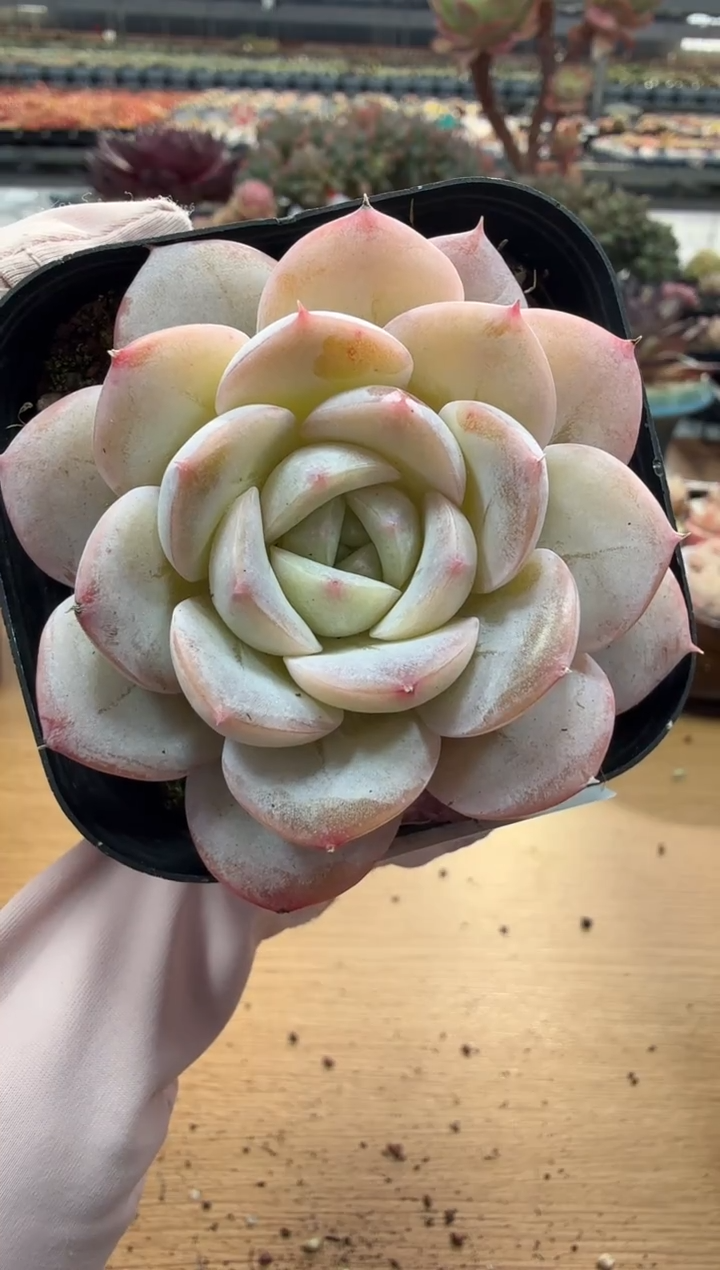 东云多肉园二店-120