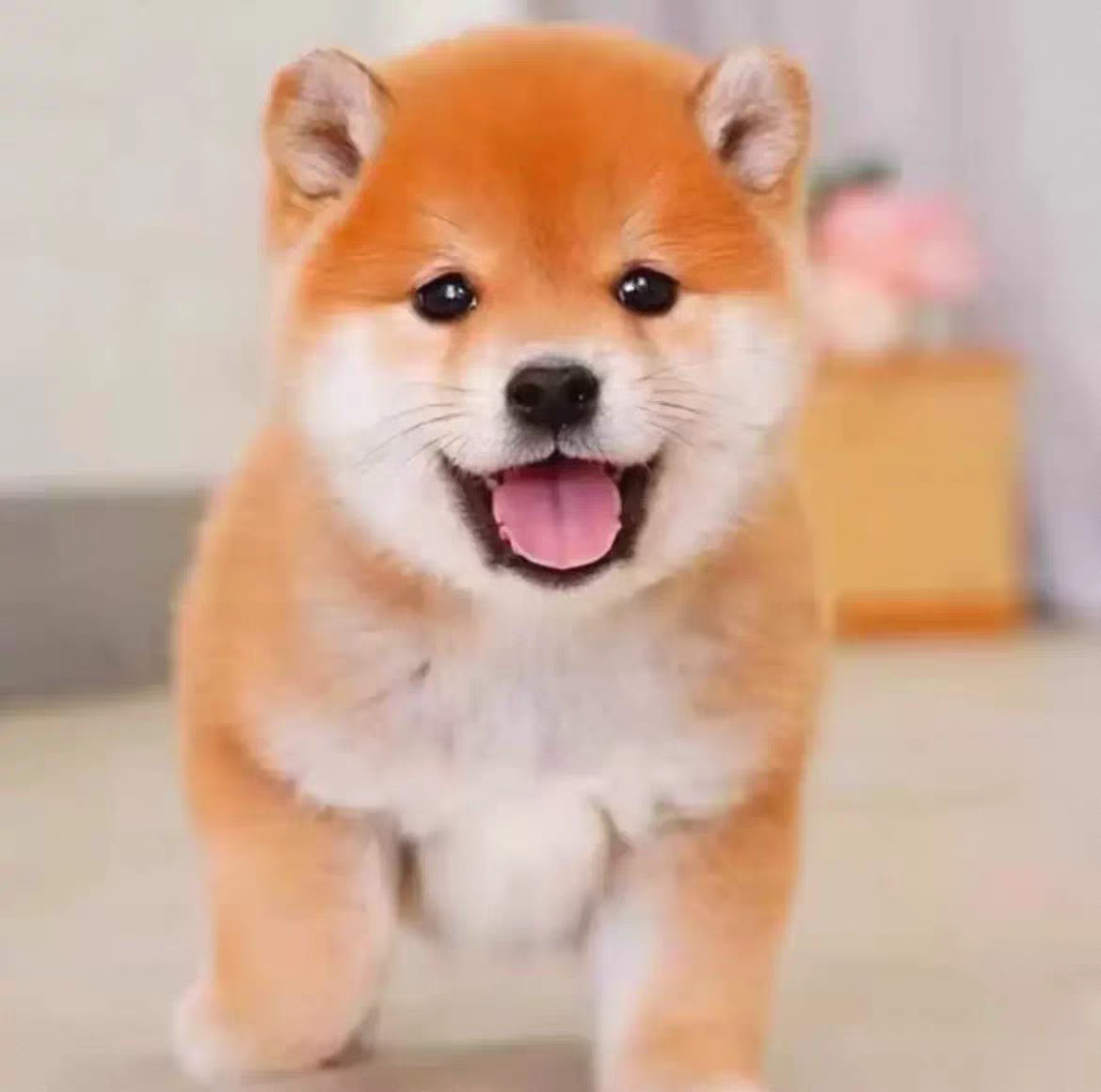 比熊博美柴犬活体狗狗饲养指南