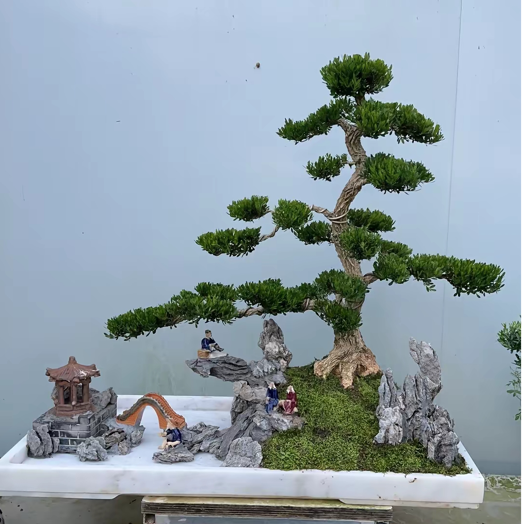 黄杨盆景花卉室内外四季常青耐寒可地栽盆栽植物