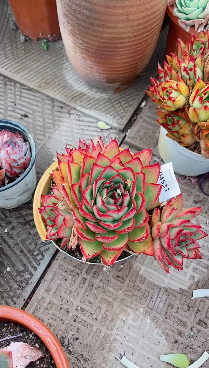 【闪购商品】04533