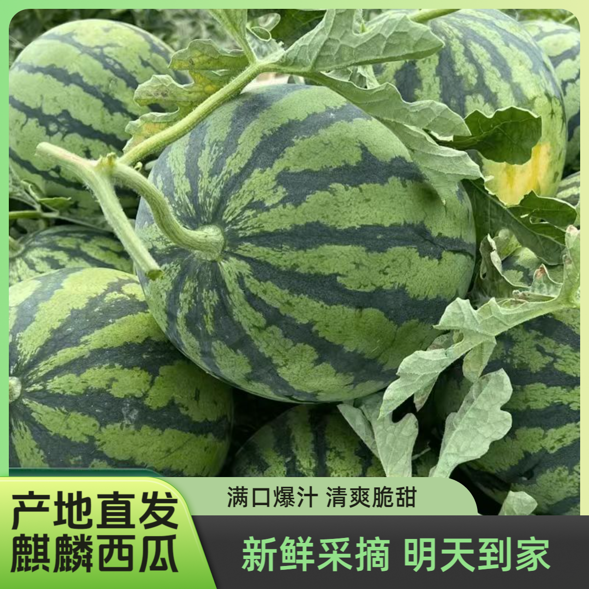【明天到】头茬云南美都麒麟西瓜当季现采现摘 新鲜达2500g-5000g 西瓜同城送云南省