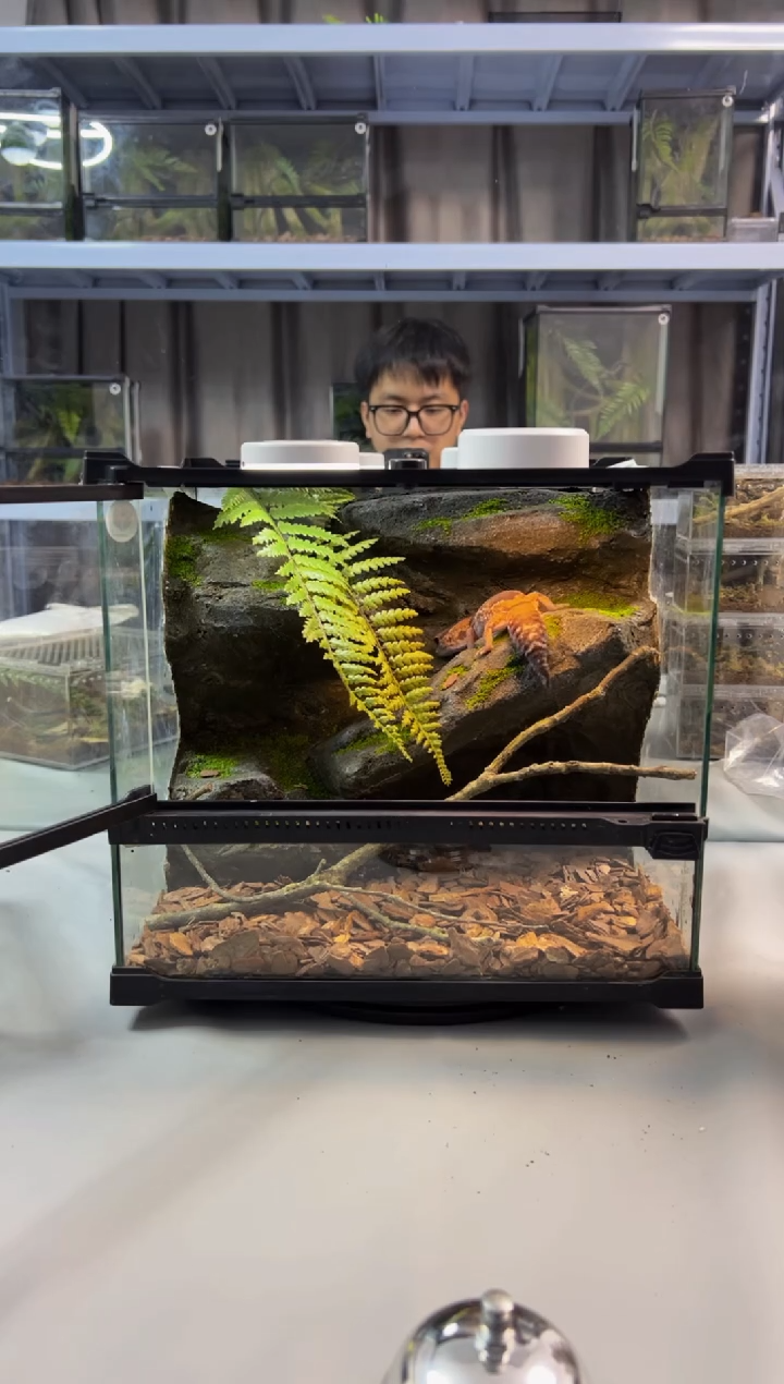 玻璃【长30宽25高27】爬宠造景缸睫角守宫树栖蜘蛛饲养箱爬宠爬虫缸