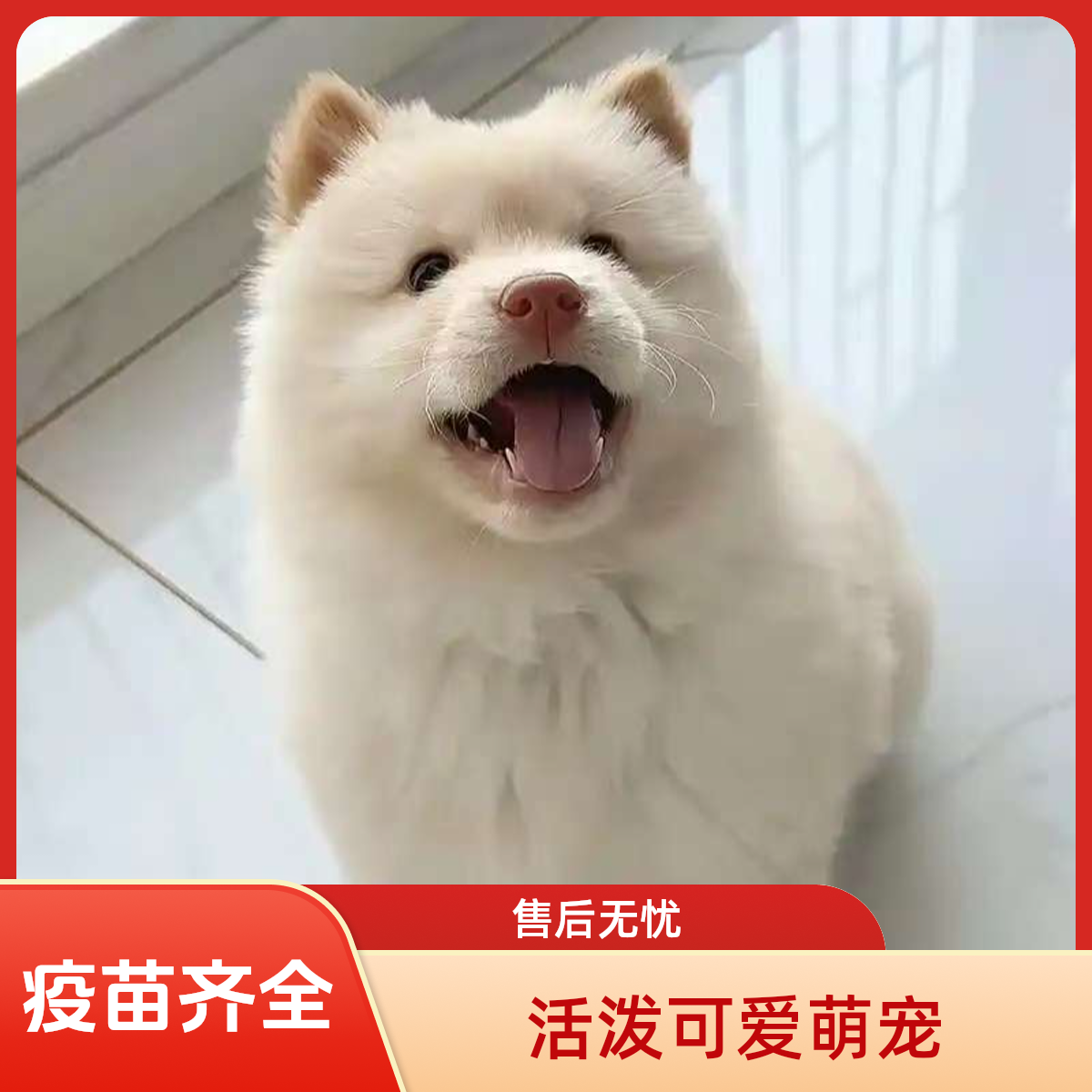 广西土松土猎黄狗白面田园犬活体可爱幼崽狗狗适合家庭养的宠物