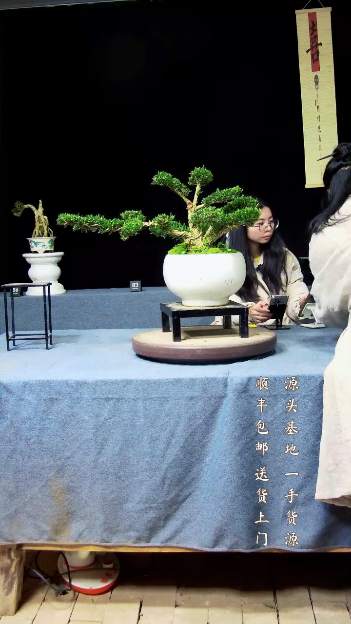 【闪购商品】黄杨盆景黄杨盆景