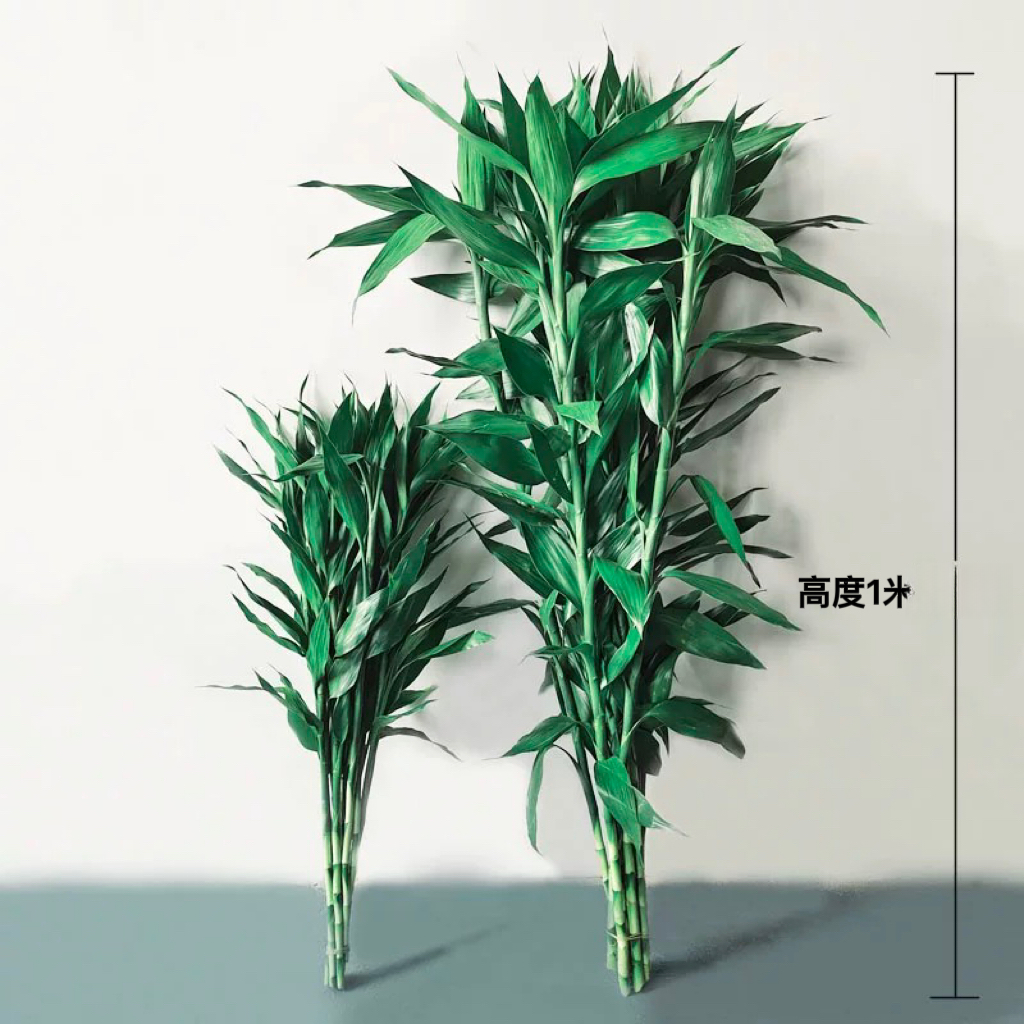 云南富贵竹水培植物室内客厅竹四季水养净化空气盆栽竹子大型绿植