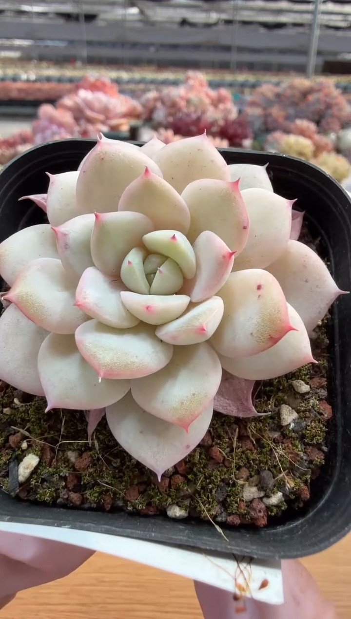 东云多肉园三店-25