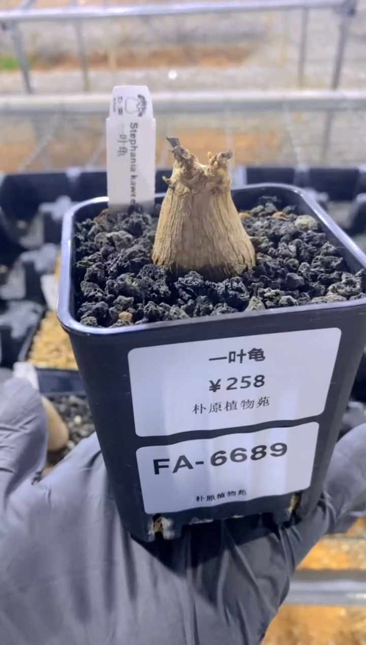 【闪购商品】一叶龟FA-6689