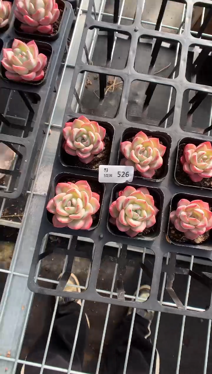 526奶油泡芙多肉植物量拍9.9米2棵