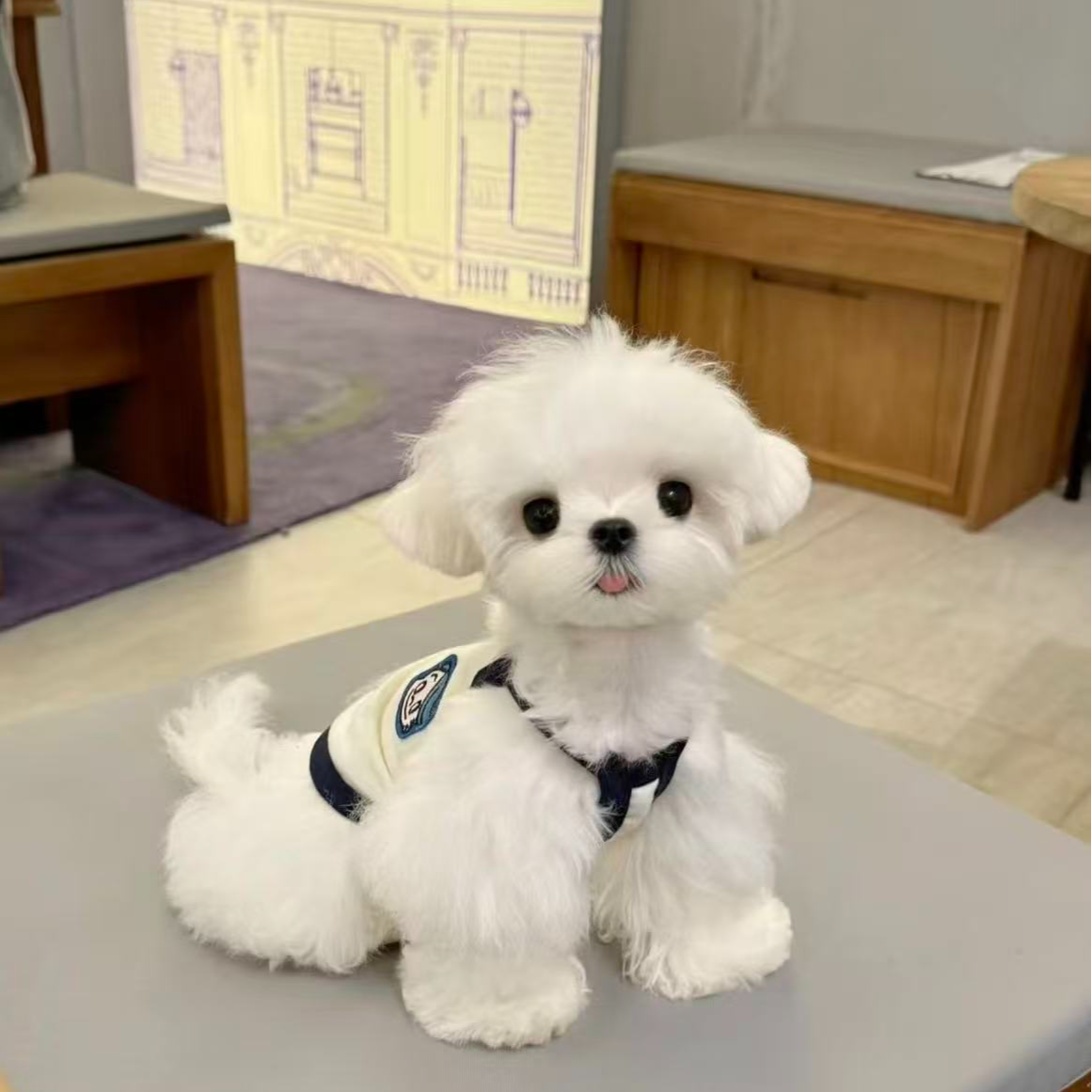 {大贺家雪纳瑞}T狗狗活体