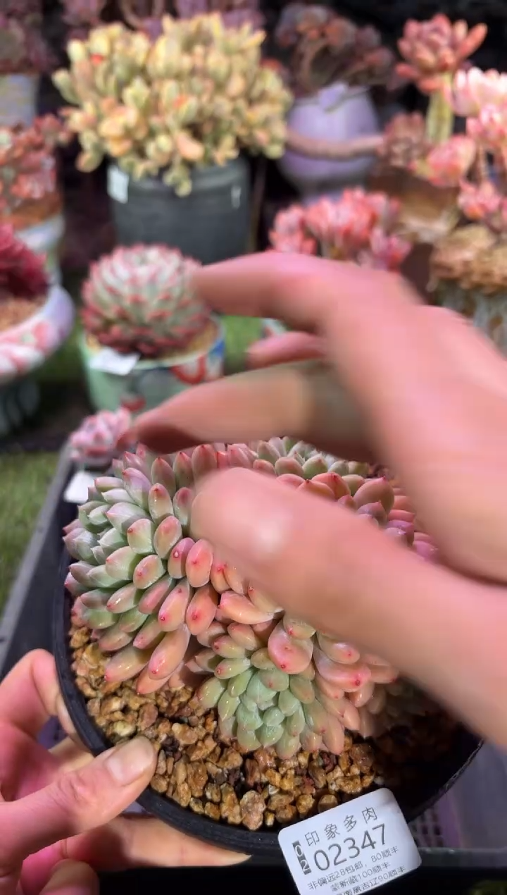 【闪购商品】02347