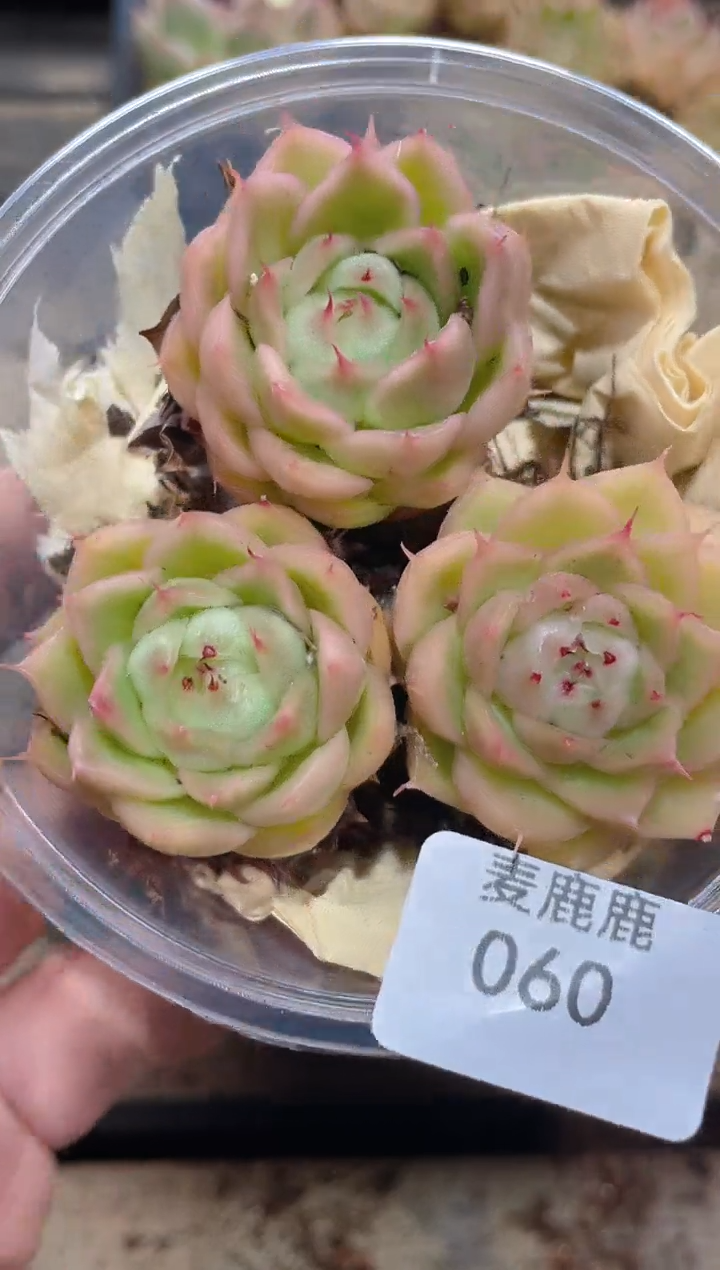 060特级冰海胆      量拍