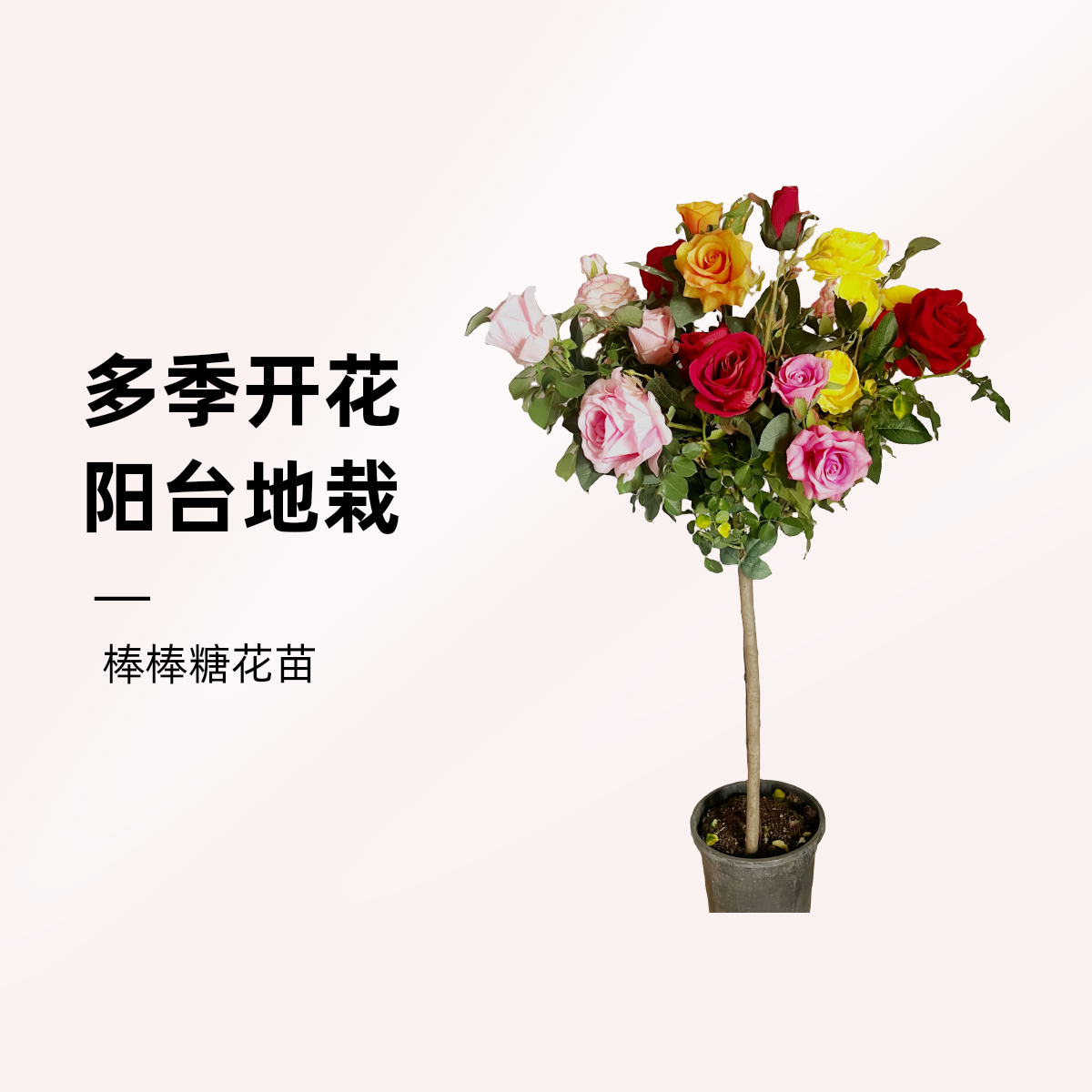棒棒糖树桩月季花苗修剪发货不带花苞地栽盆栽南北方种植好养耐寒