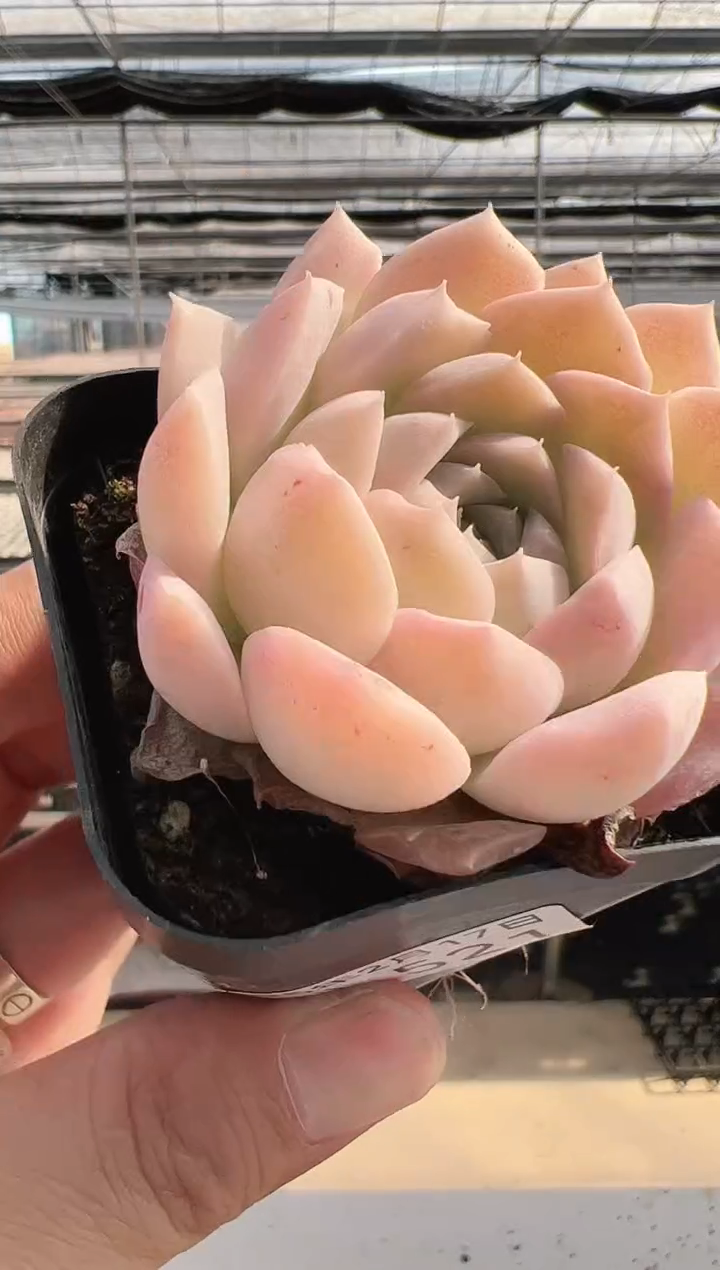 【闪购商品】福利多肉-521