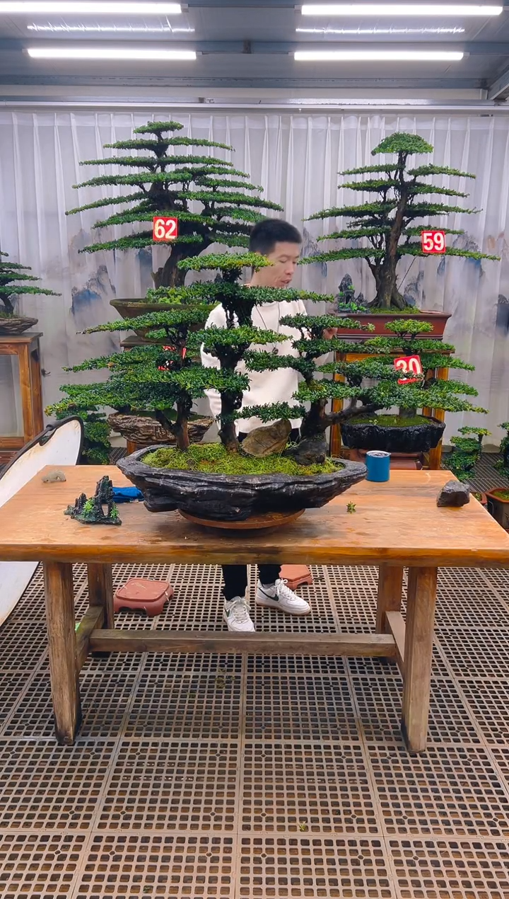 无花朵于****雷精品盆景直播间一物一拍