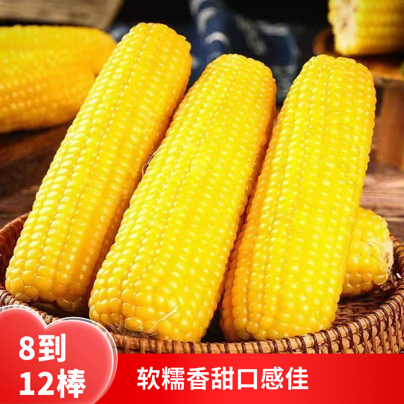 正宗东北粘糯玉米甜糯玉米黄糯玉米真空包装包邮