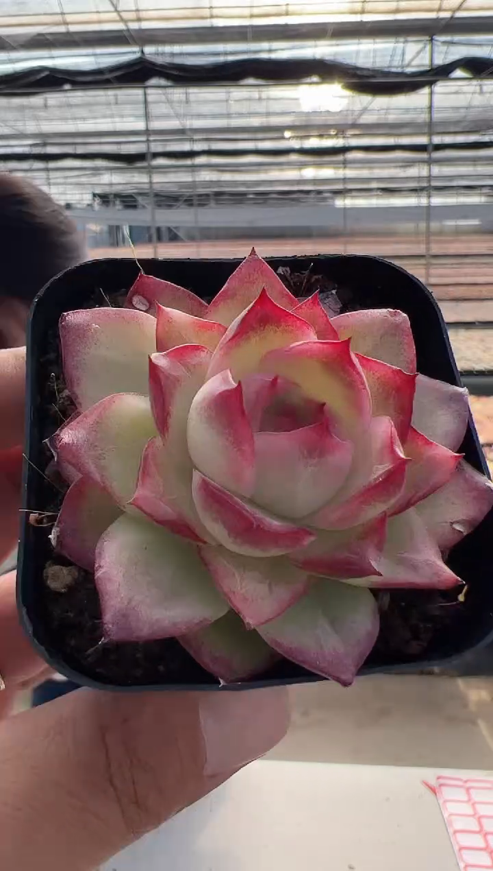 【闪购商品】新款多肉-17