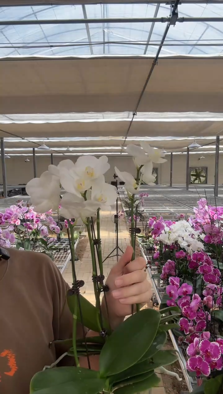 完全开放阿玛 双花间 单颗装 