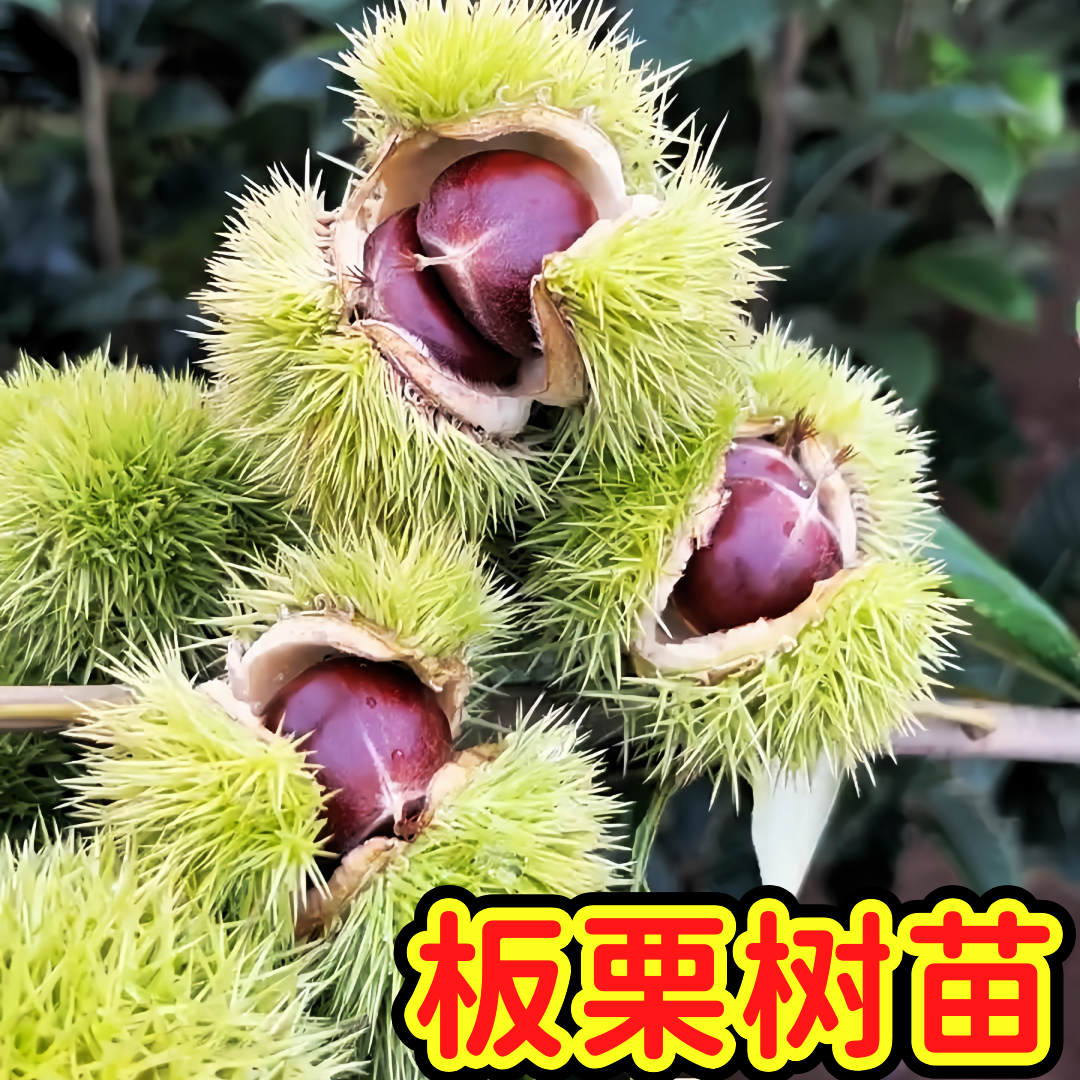板栗树苗嫁接大果大红袍迁西王中王板栗果树阳台小院盆栽地栽树苗