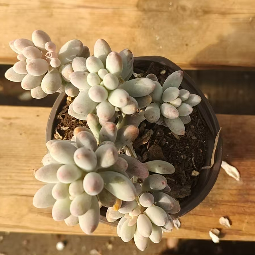 婴儿手指 2颗（满12.8包邮 脱土发货，发货后不退不换）