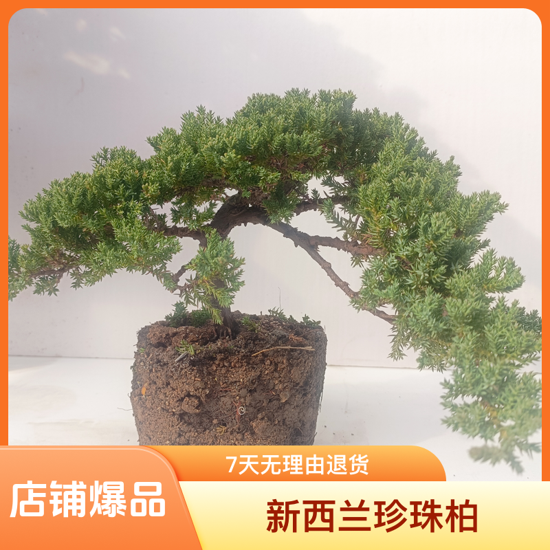 新西兰珍珠柏皂角树观叶盆景室内客厅办公室盆栽四季常青耐寒植物