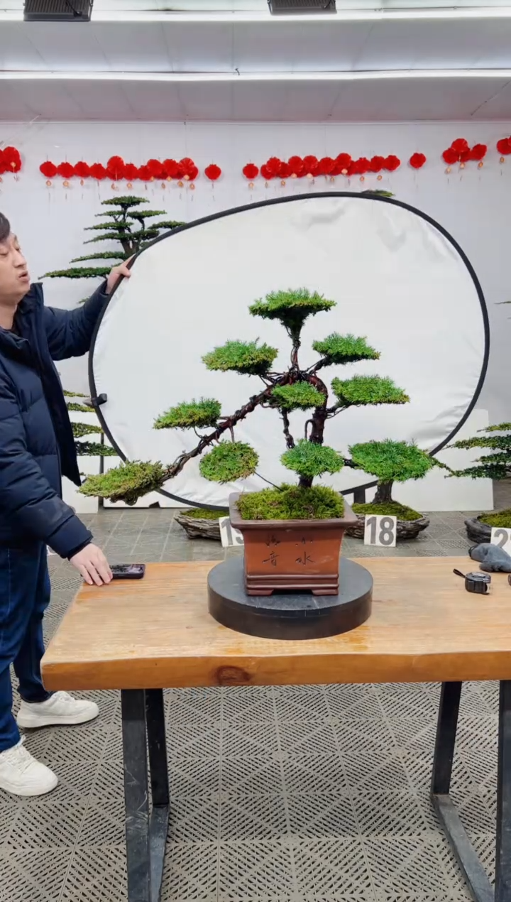 【闪购商品】盆景盆景