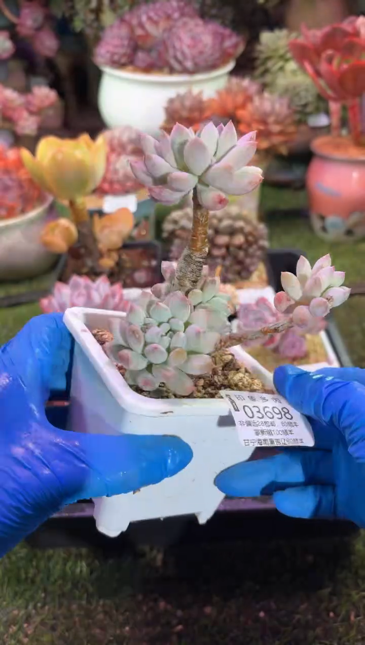 【闪购商品】03698