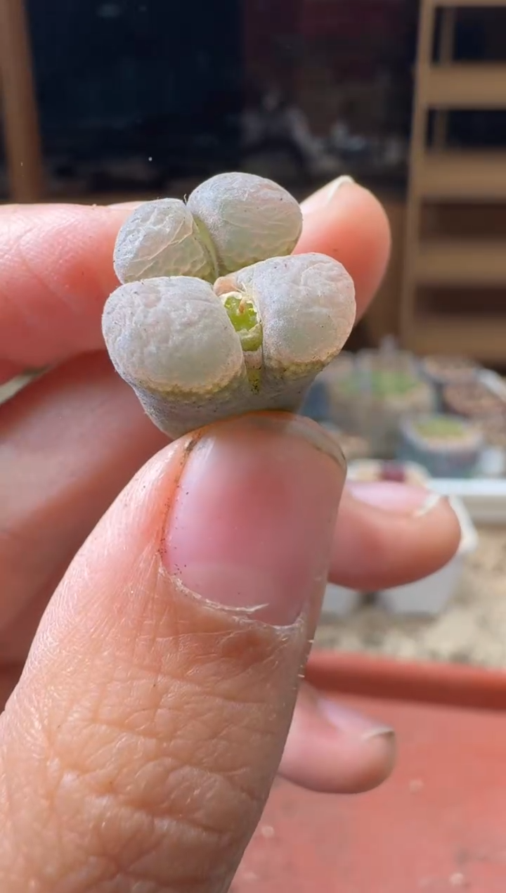 20-307多肉植物肉锥