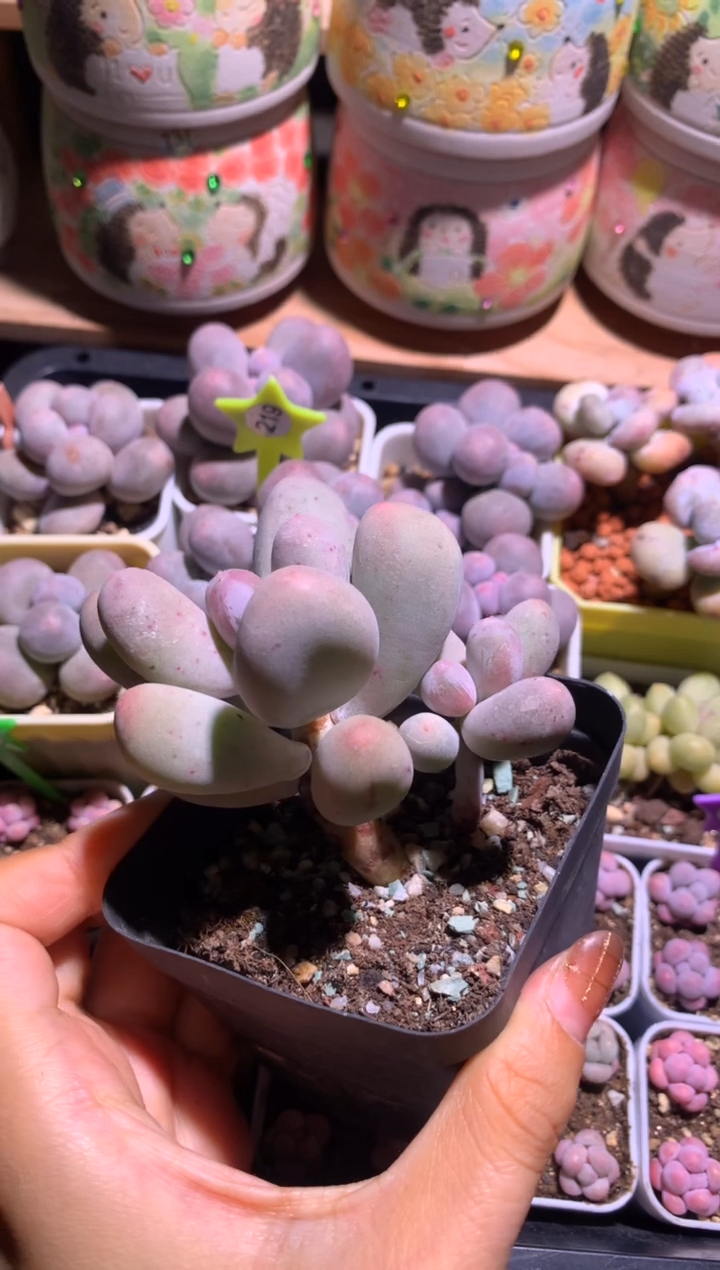 米可奶酪多肉，满28包邮 不满发一个叶片到付