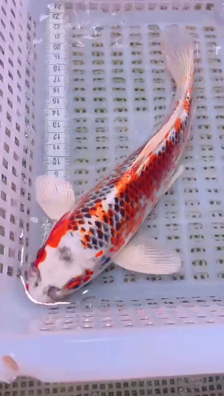 锦鲤冷水观赏鱼全场包邮260