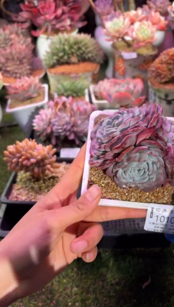 【闪购商品】10108