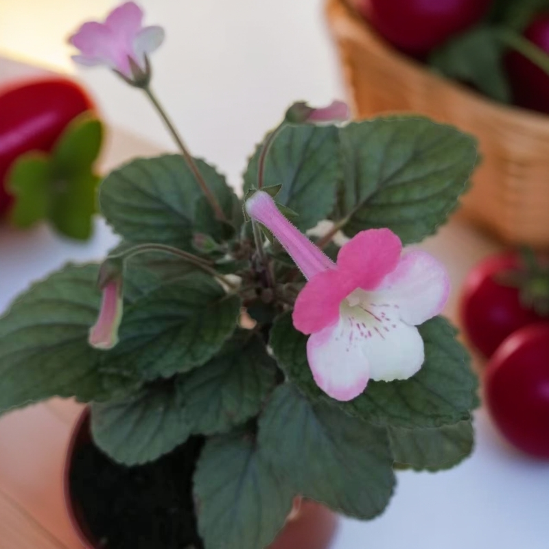 苦苣苔科迷岩/苣苔耐阴耐热勤花室内阳台庭院多年生迷岩苦苣苔