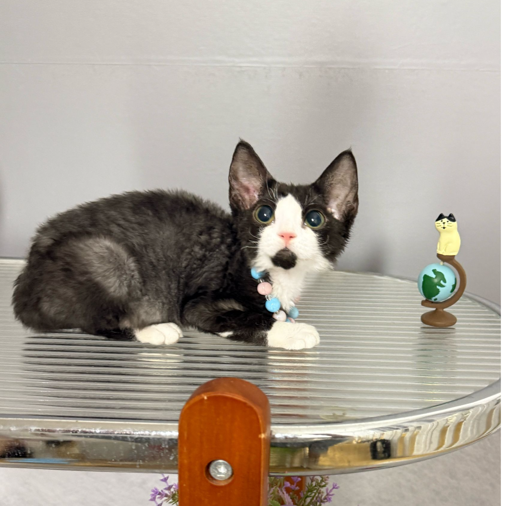 黑白德文卷毛猫  一针疫苗一次驱虫