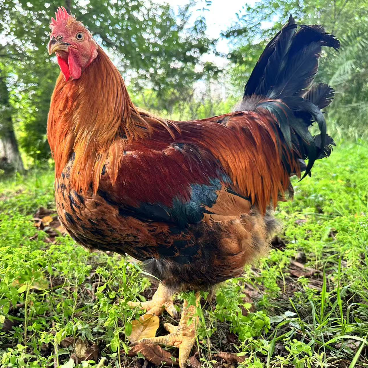 散养长大的九斤红阉鸡4只装，八次防疫做齐（到手8斤）肉好吃