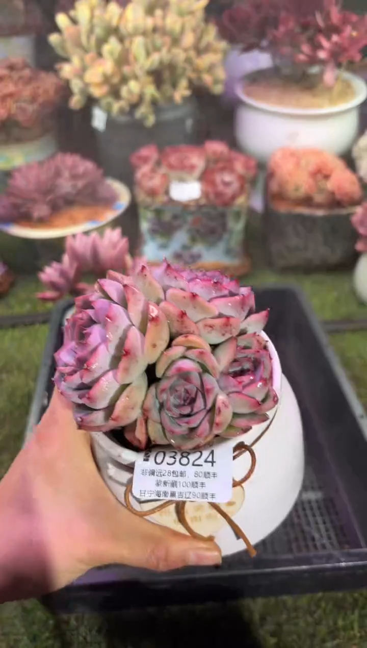 【闪购商品】03824脱土带盆