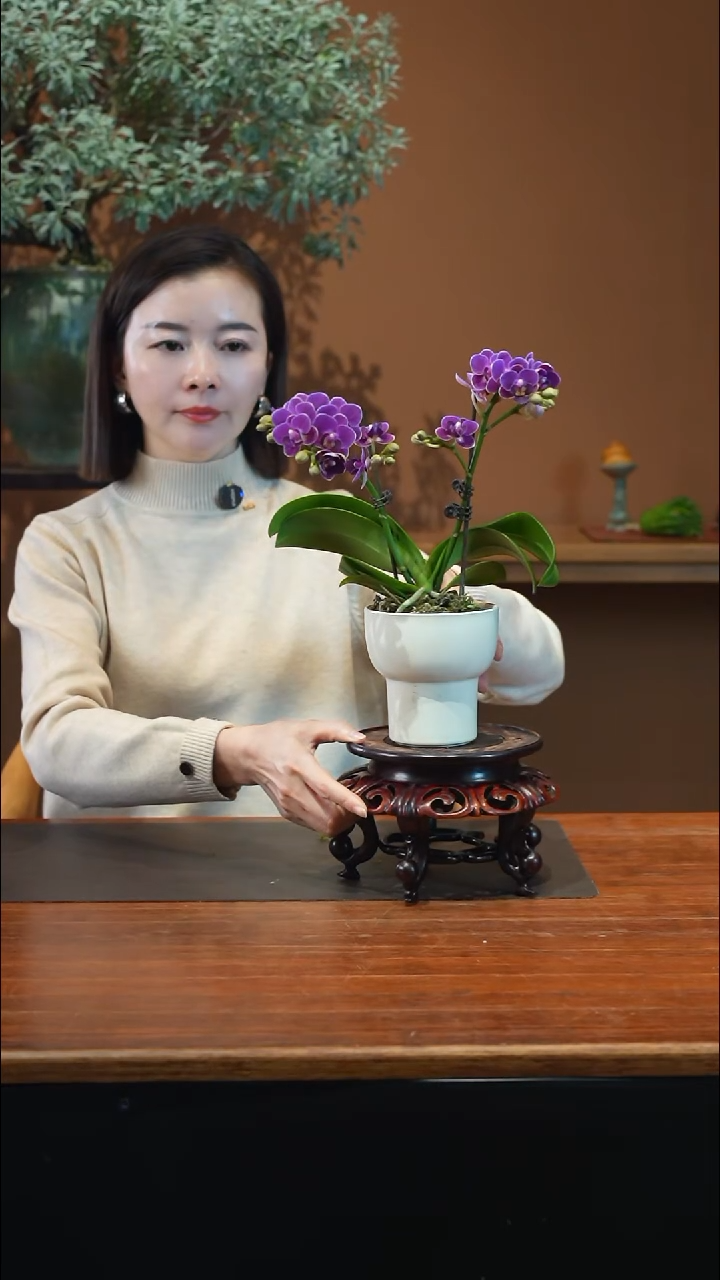 全部花朵蝴蝶兰盆景盆景