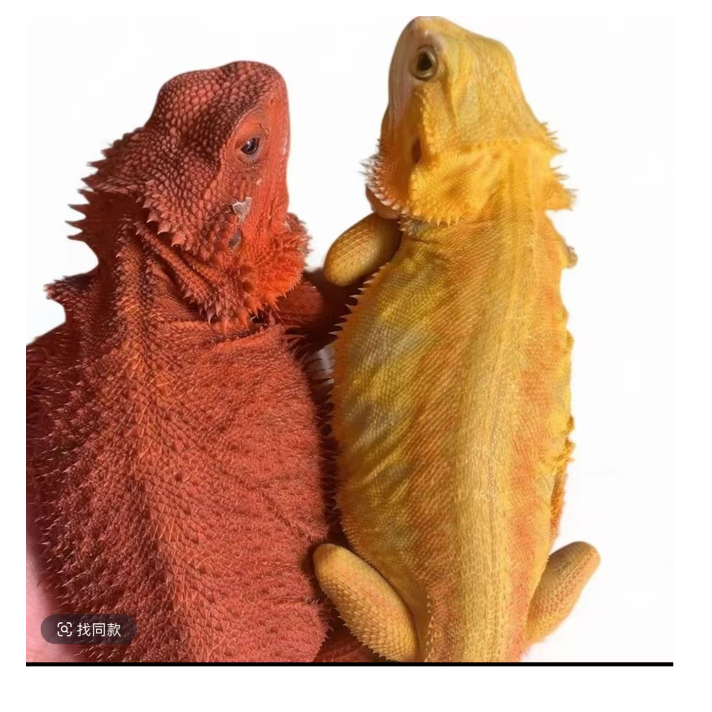 温顺不咬人颜色鲜艳的红系鬃狮蜥幼体健康爬宠