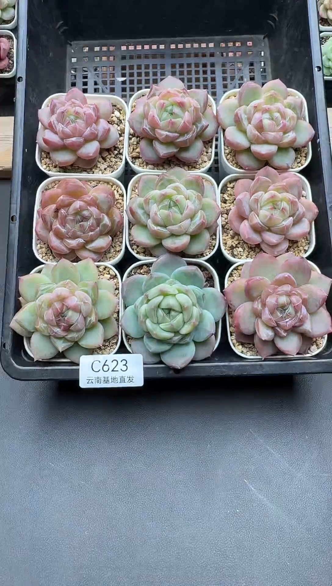 珍妮杂交多肉C623