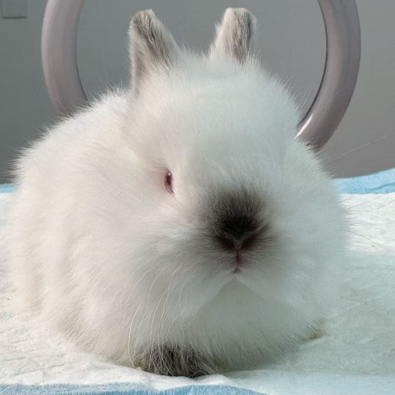 【升级运输】清凉直达空调宠物托运顺风车差价专拍链接