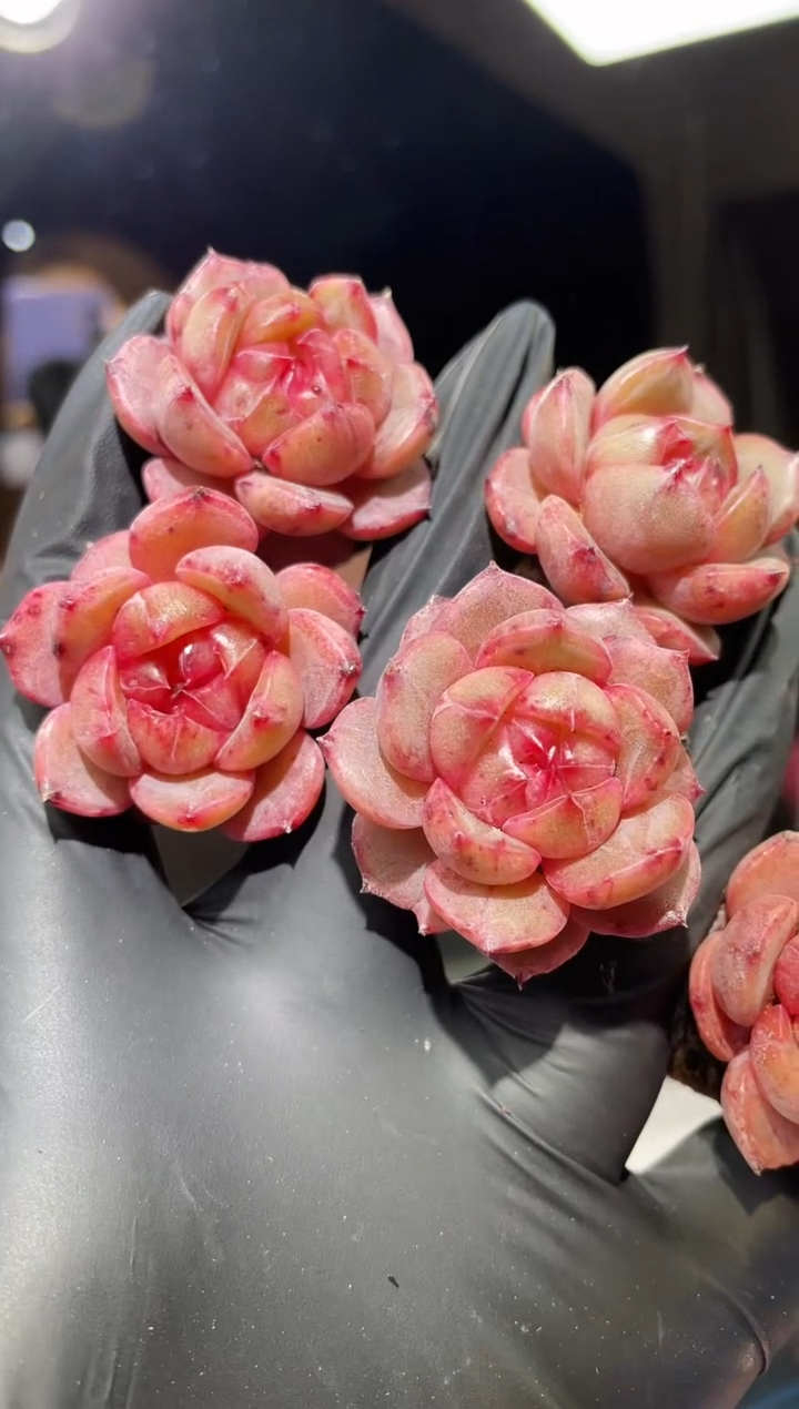 闪购597 沧海遗珠多肉一颗  3.5厘米