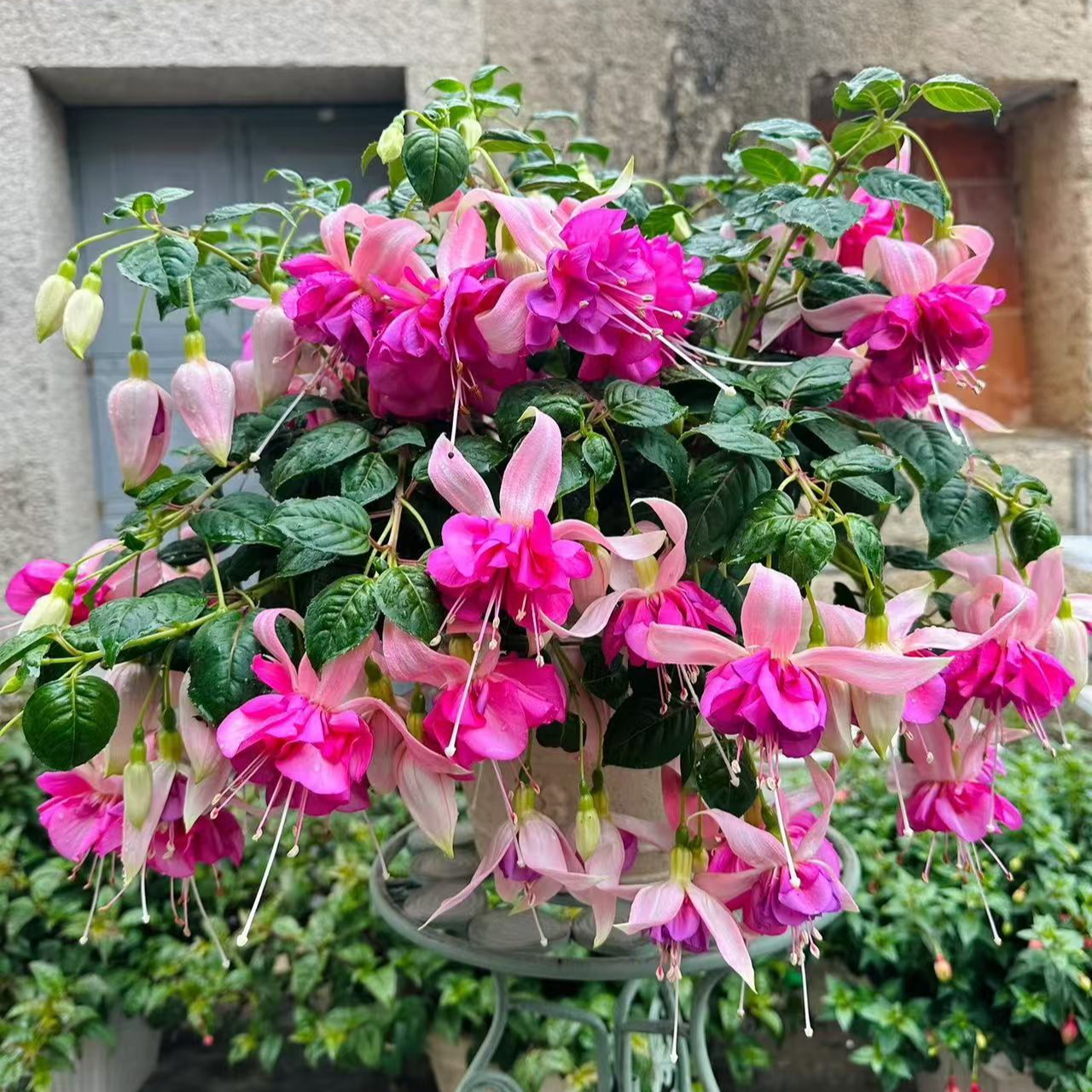 倒挂金钟【舞女】灯笼花丛生开花机器耐热庭院阳台盆栽