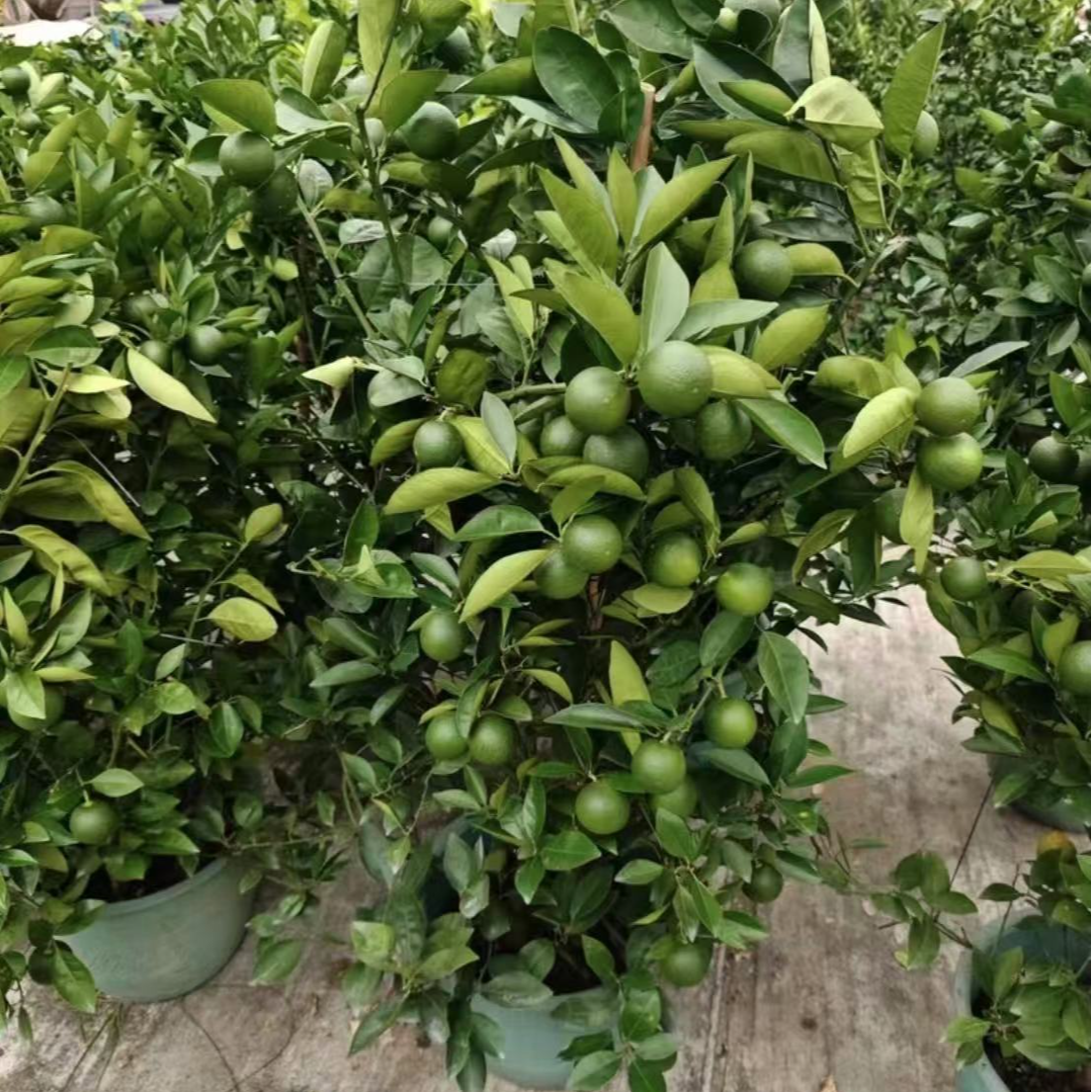 可食用观果绿植冰糖橙果树苗盆栽 阳台庭院户外绿植盆栽冰糖橙树