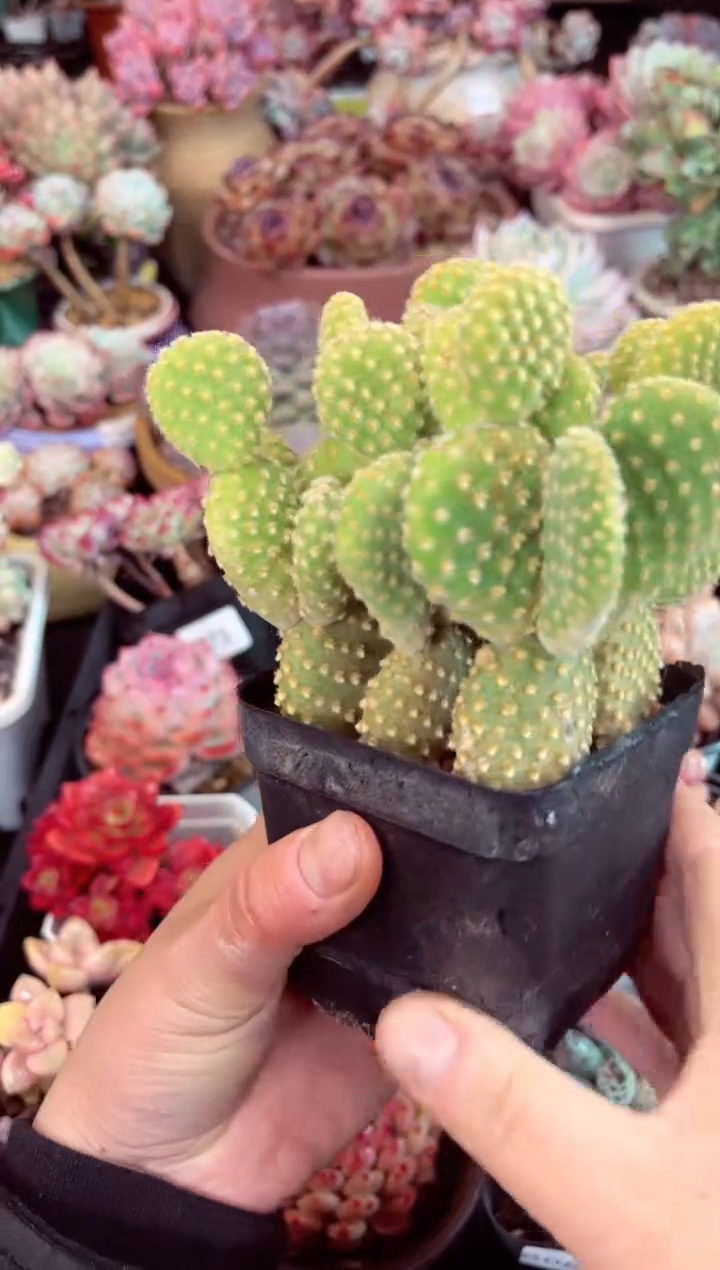 【闪购商品】6074黄毛掌多肉