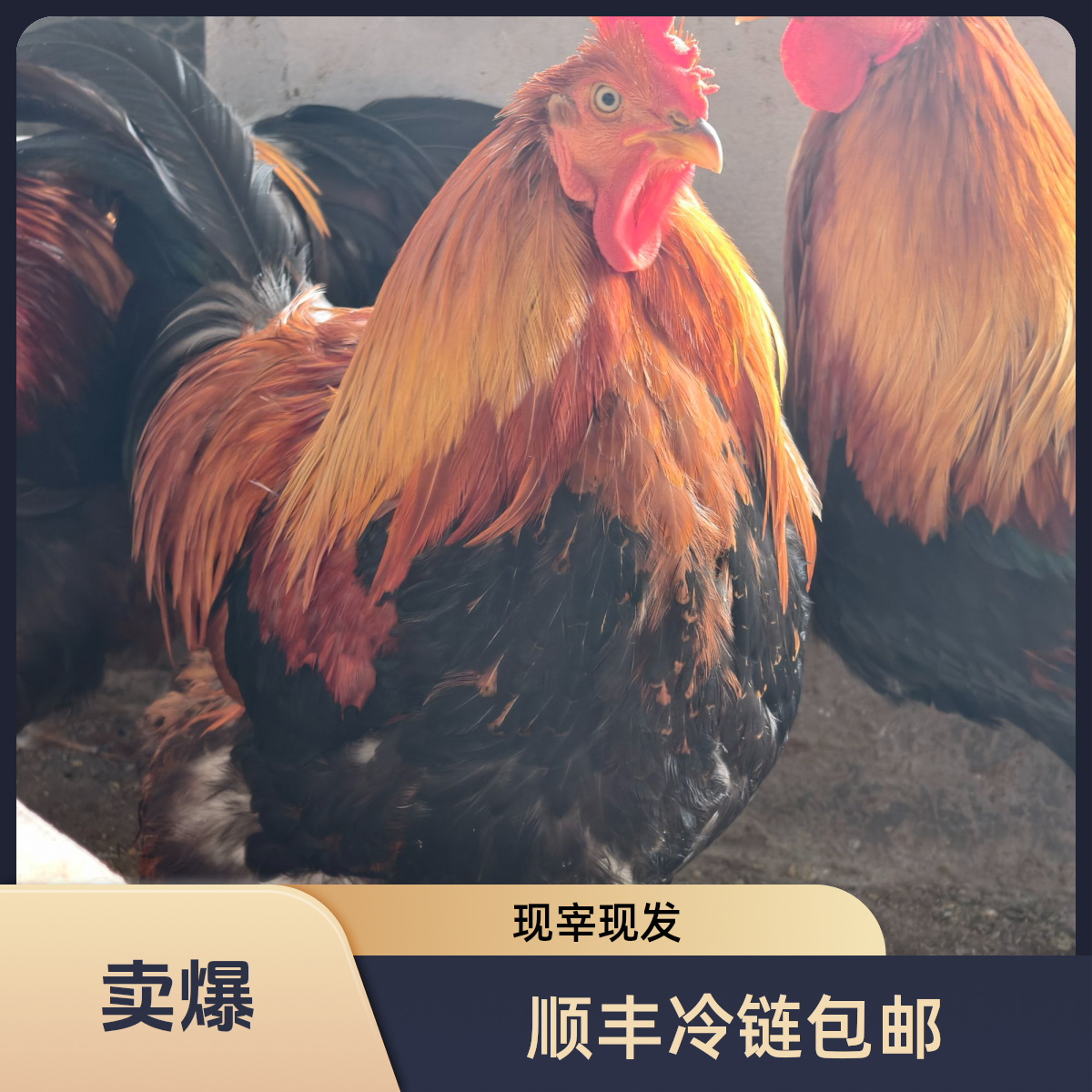 【现宰顺丰包邮】430天以上散养清远大阉鸡老扇鸡