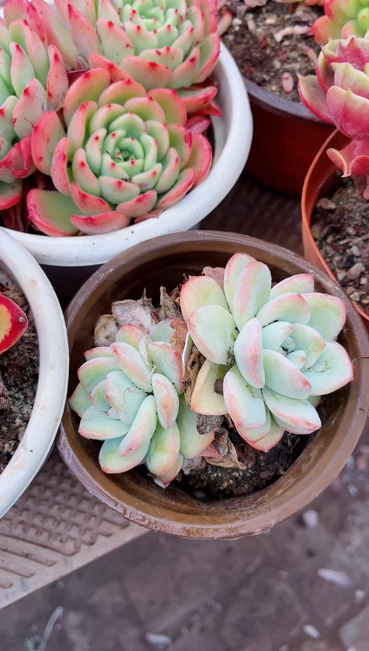 【闪购商品】06186多肉