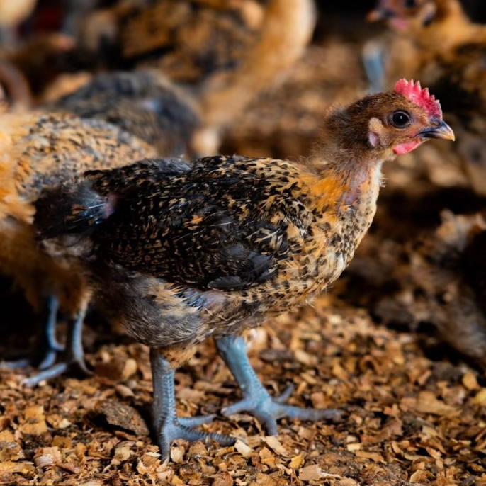 【到手10只】 双黄草鸡活体包邮宠物鸡长尾