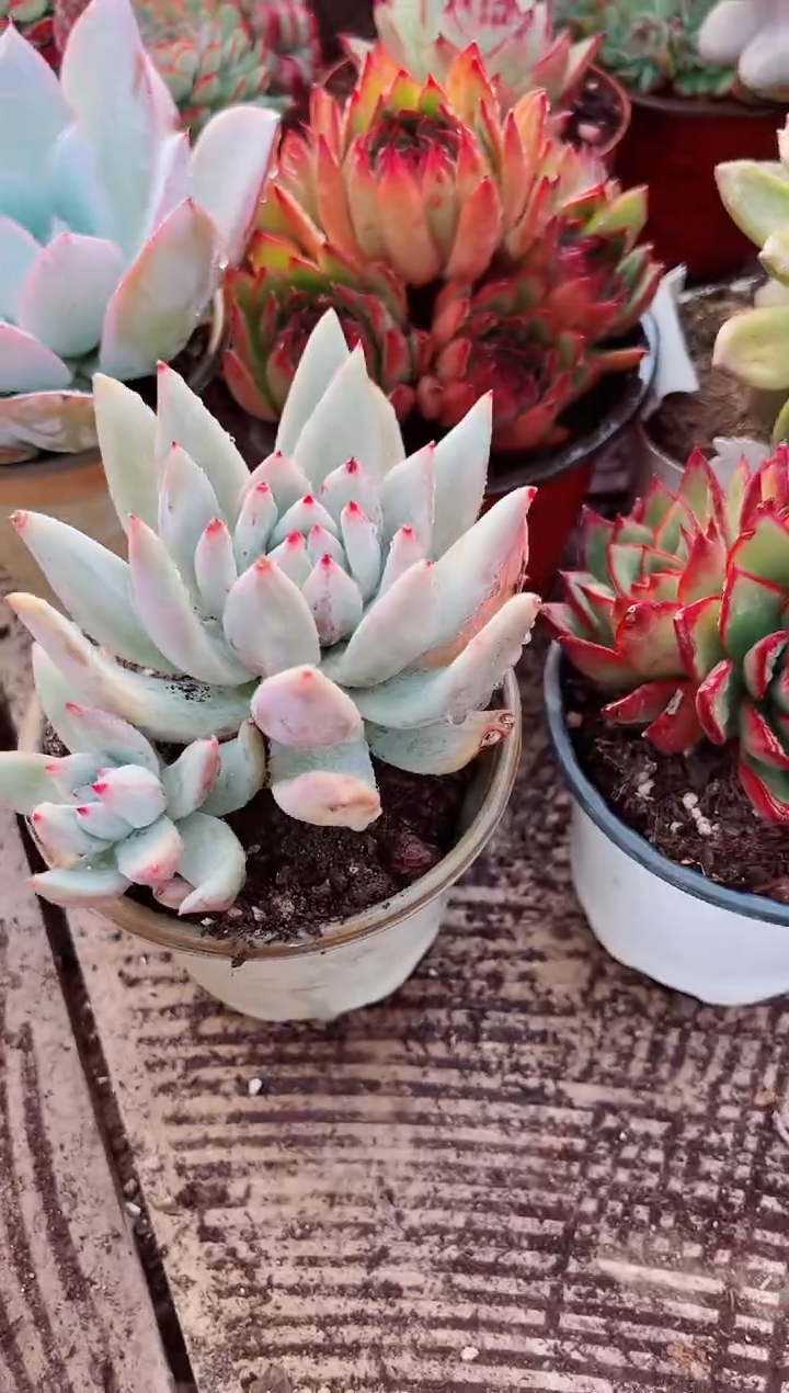 玥***6多肉植物一物一拍06086