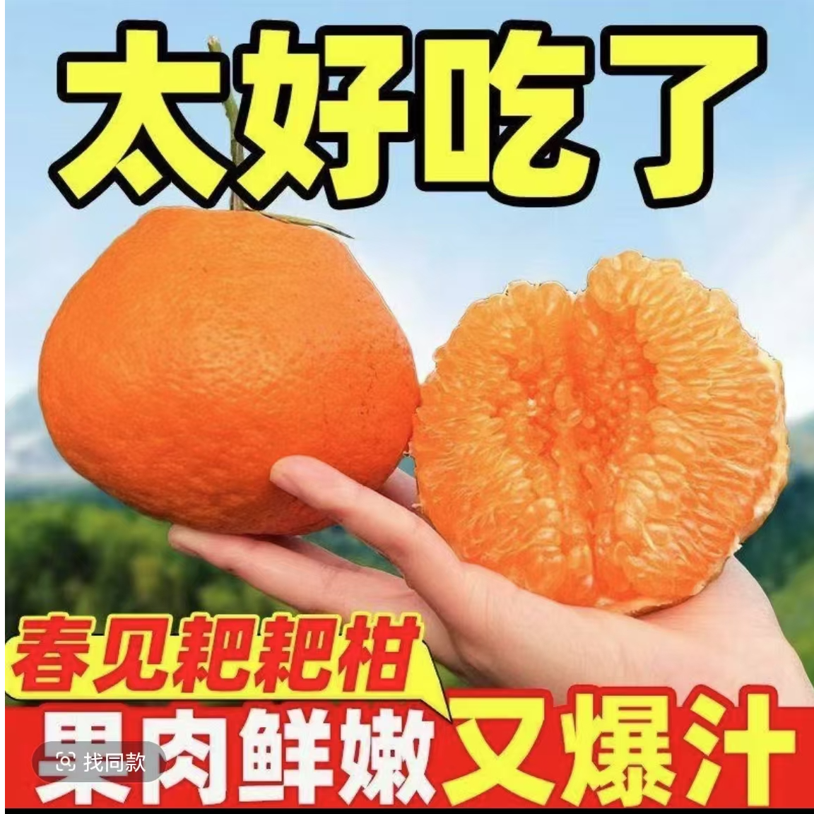 《官方特惠》鱼子酱 四川春见耙耙柑 口口爆汁 皮薄肉厚4.5-5斤