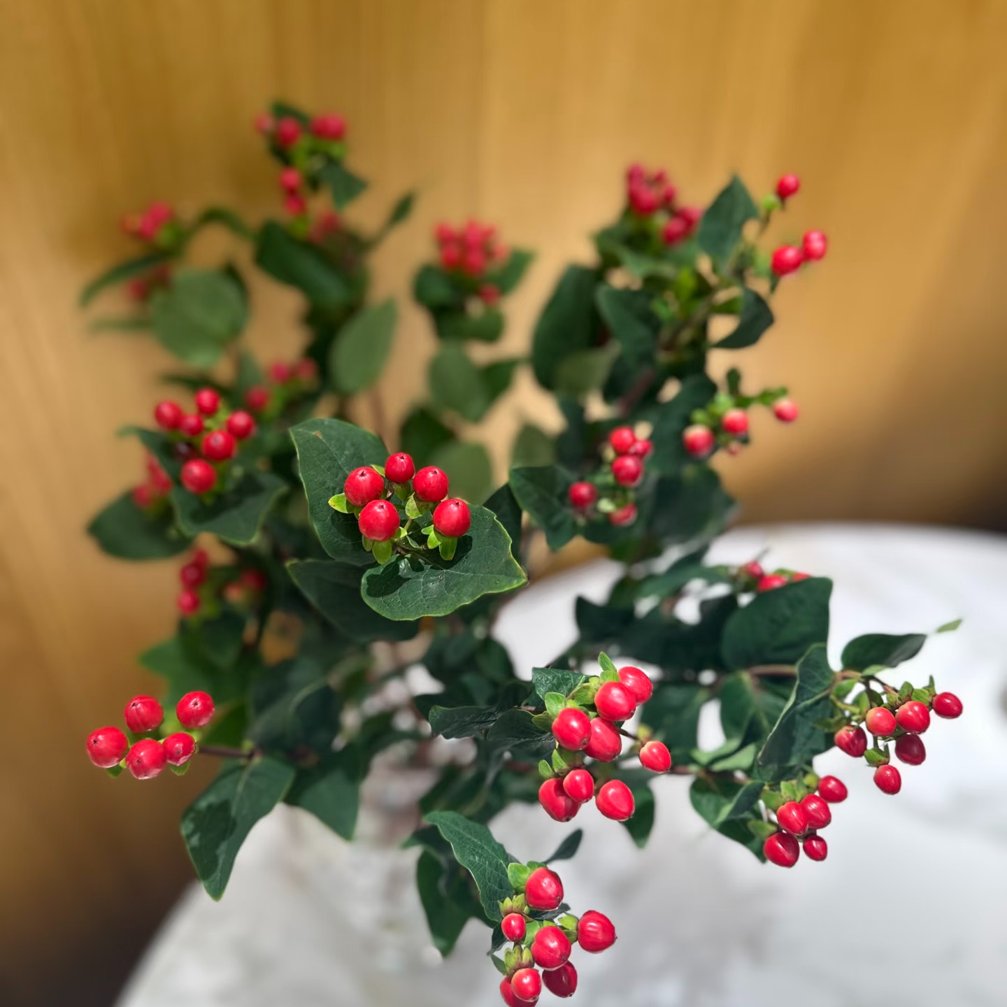 红豆相思豆鲜花云南基地直发家用办公室水养鲜花装饰云南鲜切花